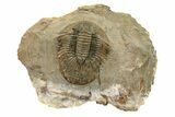 Platyscutellum Trilobite Fossil - Atchana, Morocco #249919-1